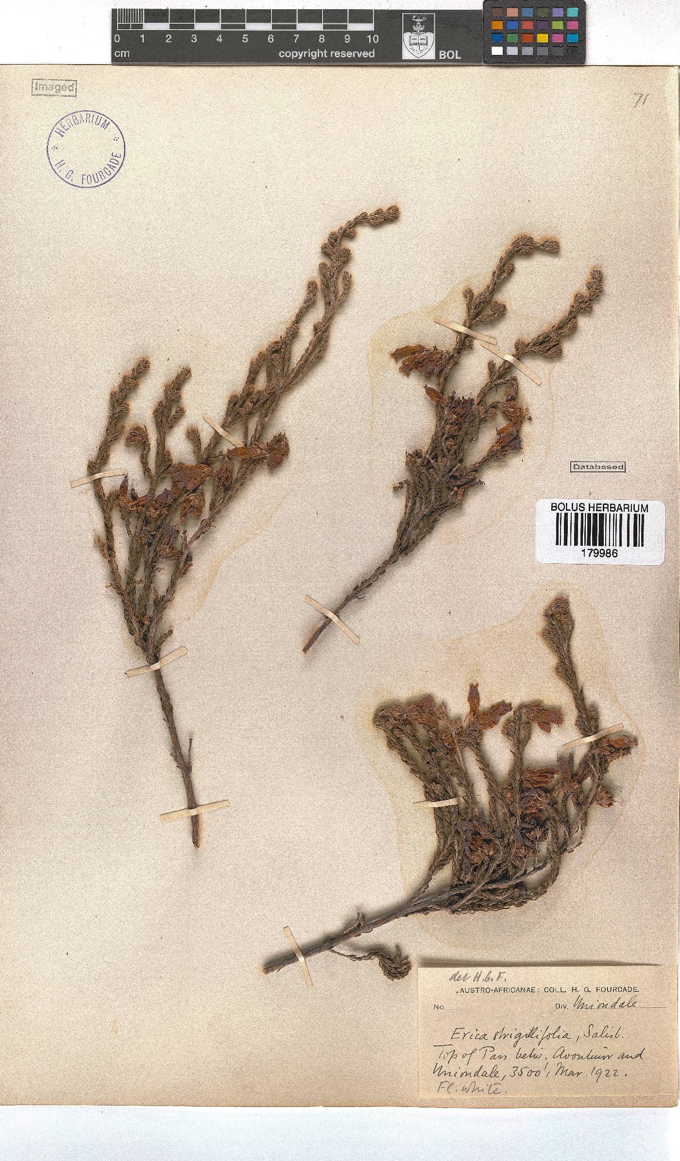 Erica strigilifolia image