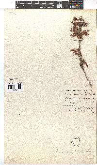 Erica strigilifolia image