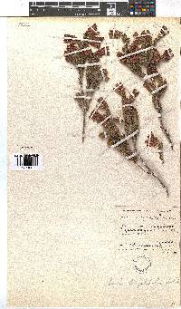 Erica strigilifolia image