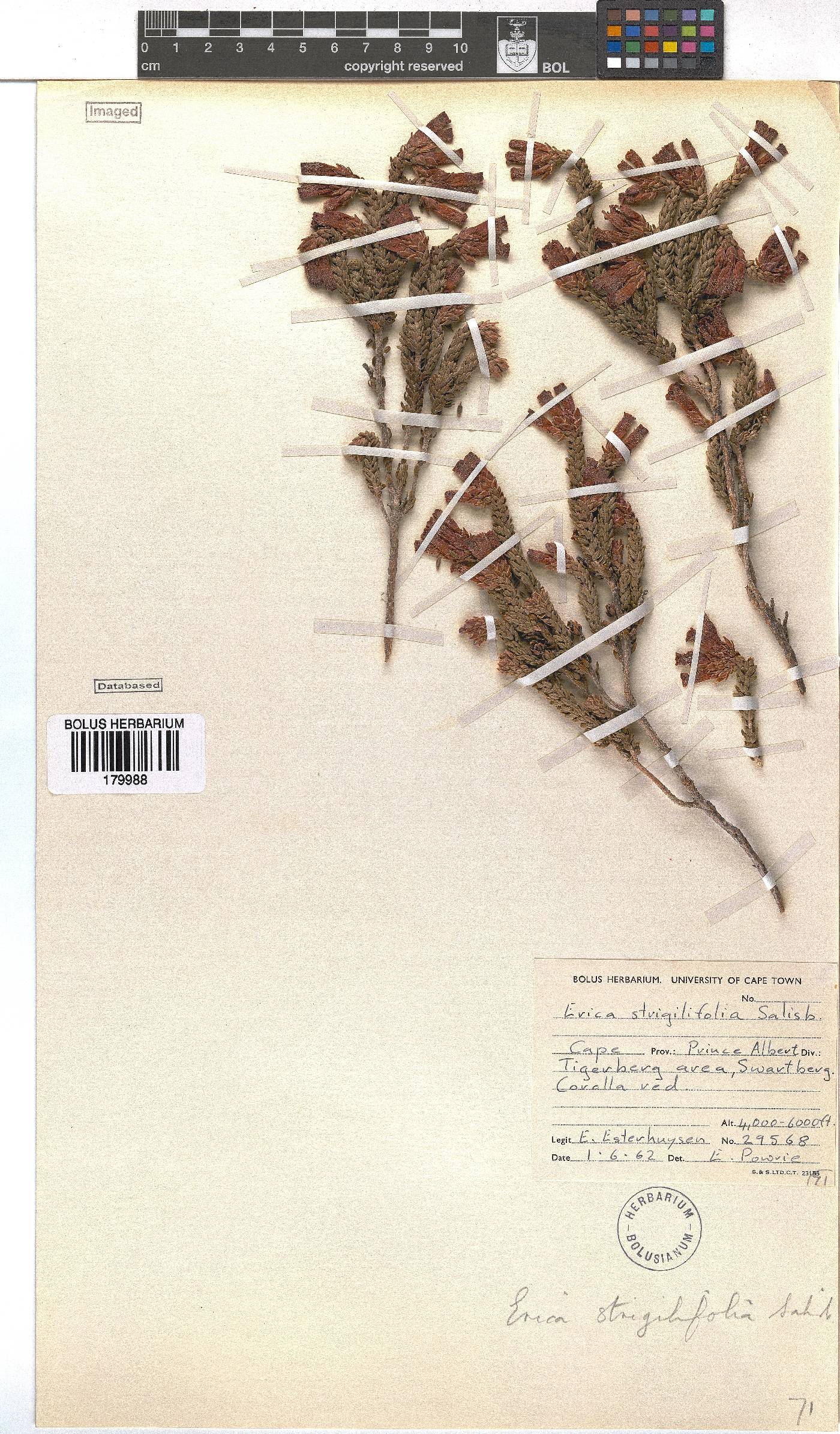 Erica strigilifolia image