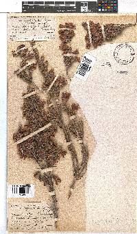 Erica strigilifolia image