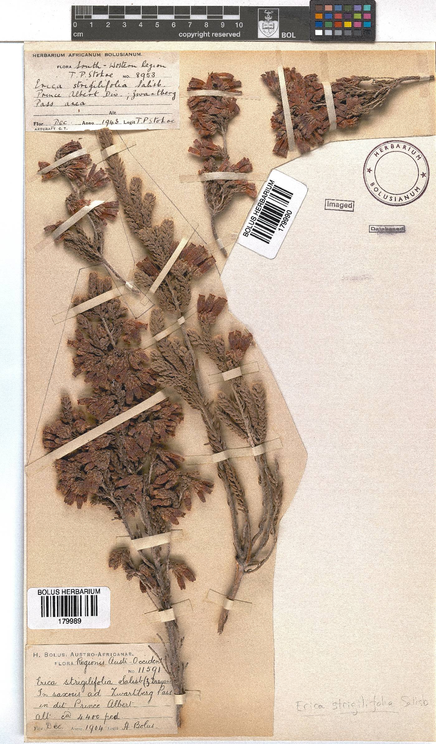 Erica strigilifolia image