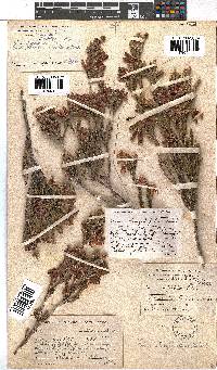 Erica strigilifolia image