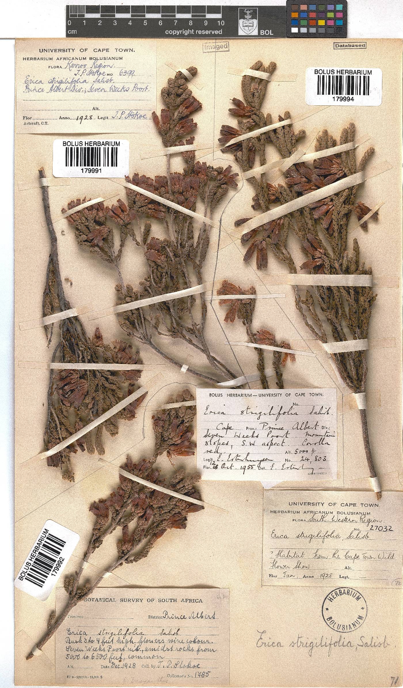 Erica strigilifolia image