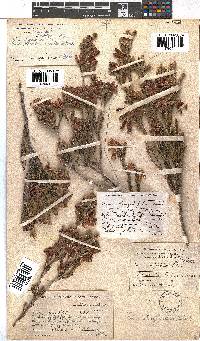 Erica strigilifolia image