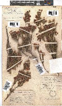 Erica strigilifolia image