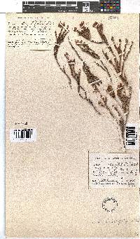 Erica strigilifolia image