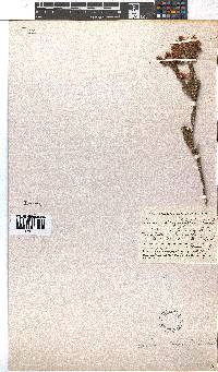 Erica strigilifolia image