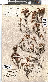 Erica strigilifolia image