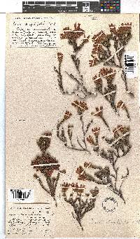 Erica strigilifolia image