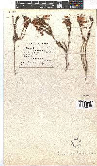 Erica strigilifolia image