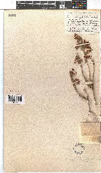 Erica strigilifolia image