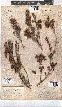 Erica pectinifolia image