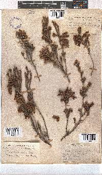 Erica pectinifolia image