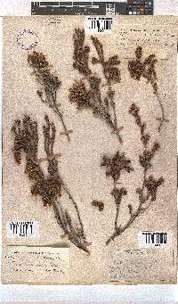 Erica pectinifolia image