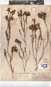 Erica pectinifolia image