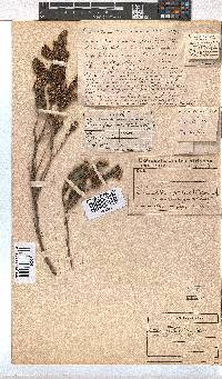 Erica pectinifolia image