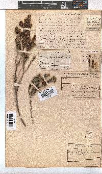 Erica pectinifolia image