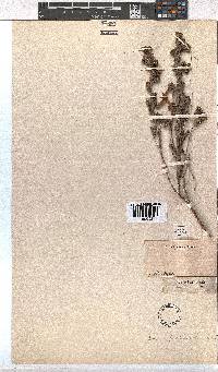 Erica pectinifolia image