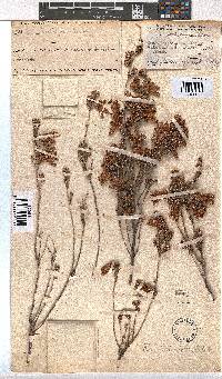 Erica pectinifolia image