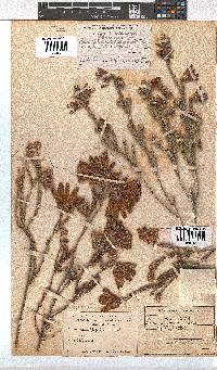 Erica pectinifolia image