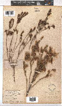 Erica pectinifolia image