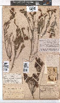 Erica pectinifolia image