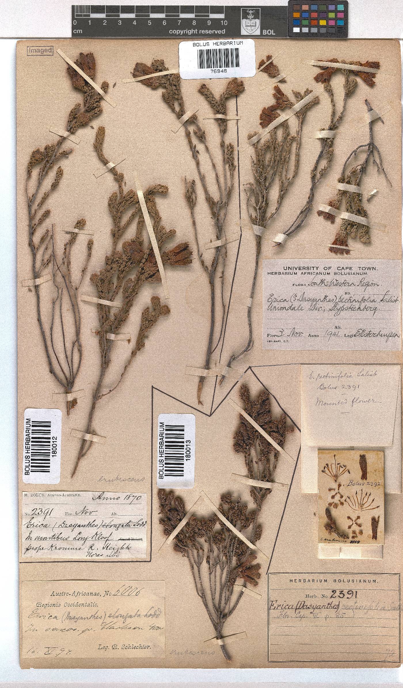 Erica pectinifolia image