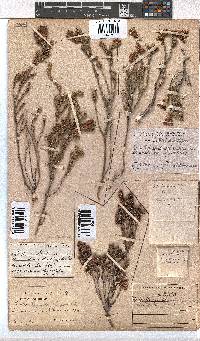 Erica pectinifolia image