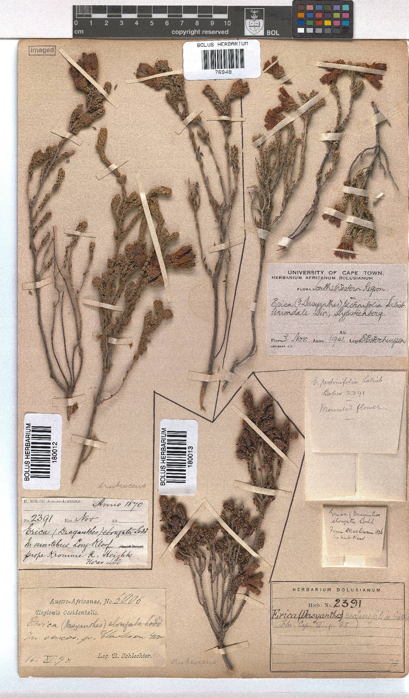 Erica pectinifolia image