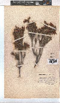 Erica pectinifolia image