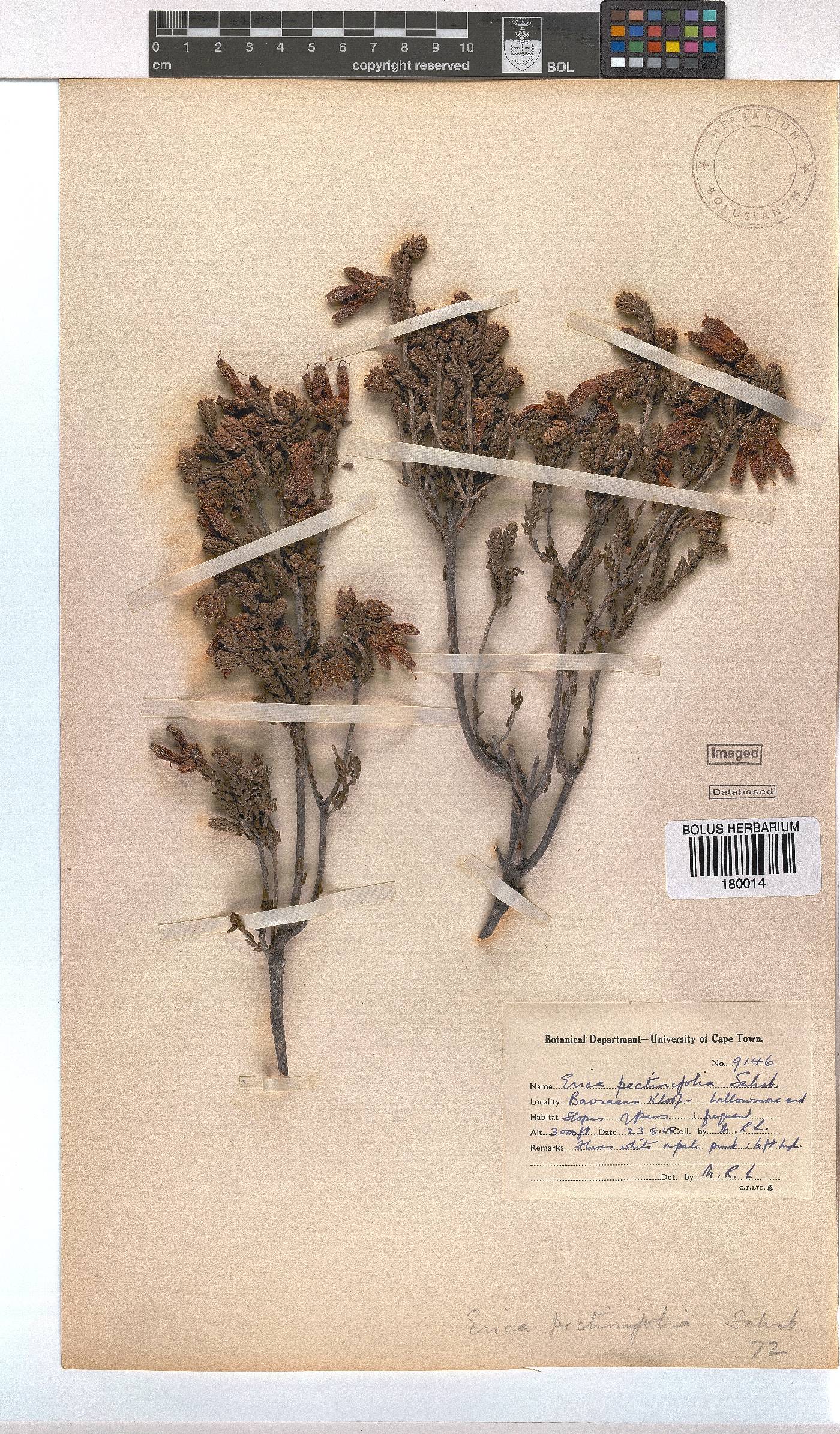 Erica pectinifolia image