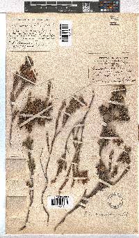 Erica pectinifolia image