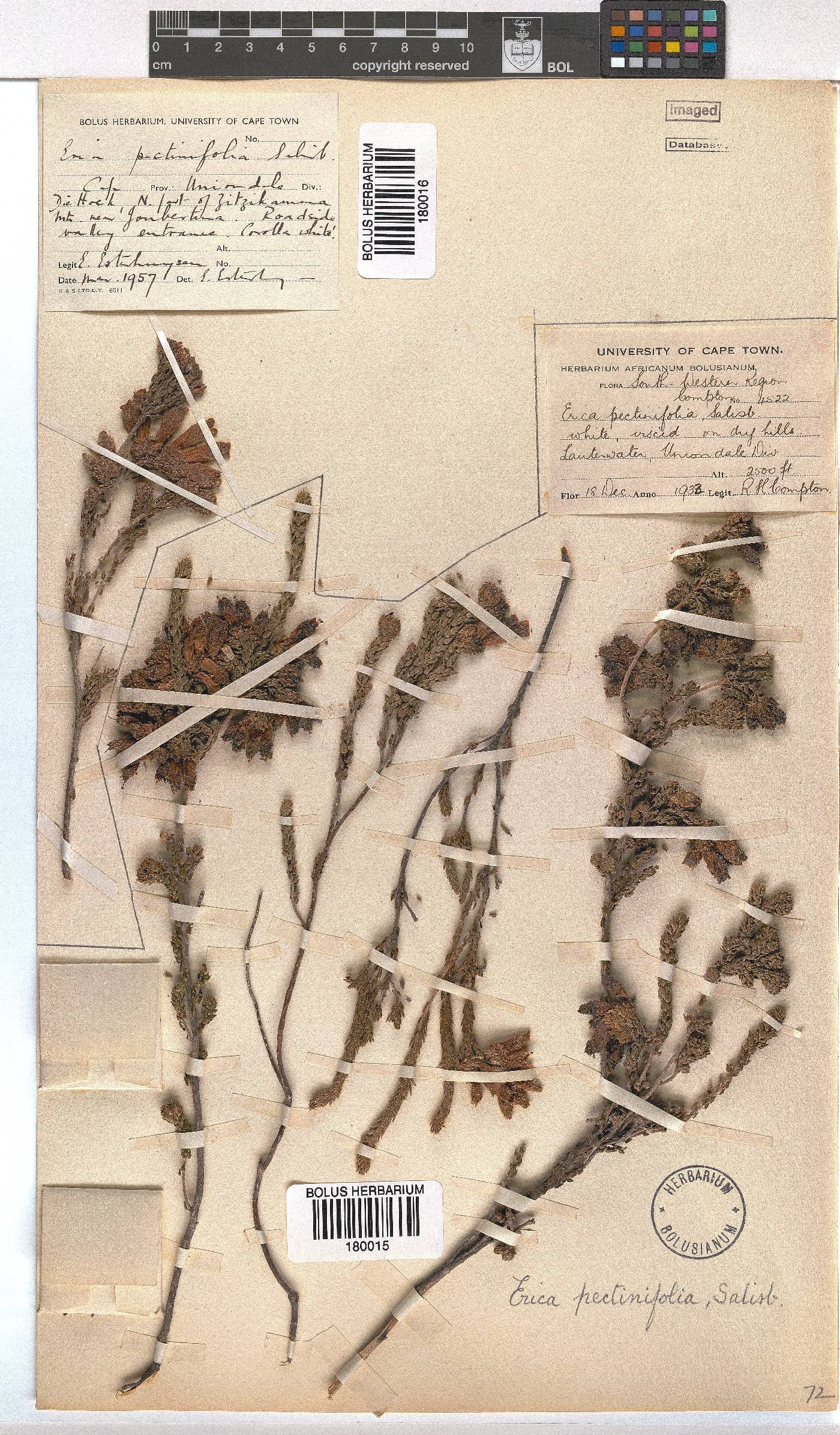 Erica pectinifolia image