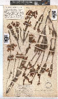 Erica pectinifolia image