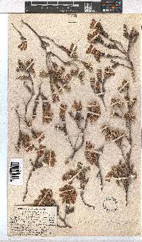 Erica pectinifolia image