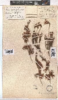 Erica pectinifolia image