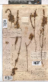 Erica sparrmannii image