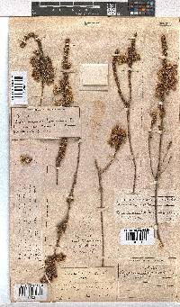 Erica sparrmannii image