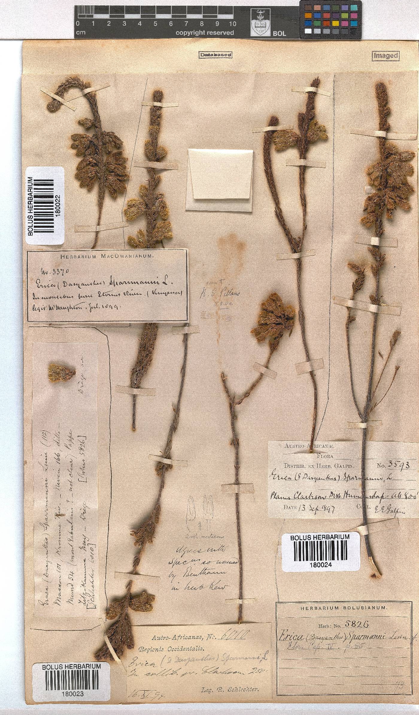 Erica sparrmannii image