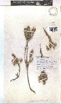 Erica sparrmannii image