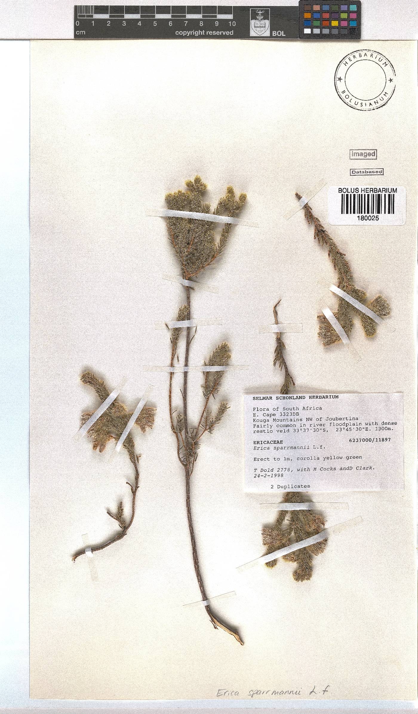 Erica sparrmannii image