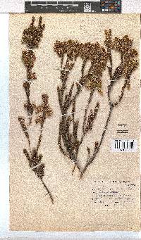 Erica sparrmannii image