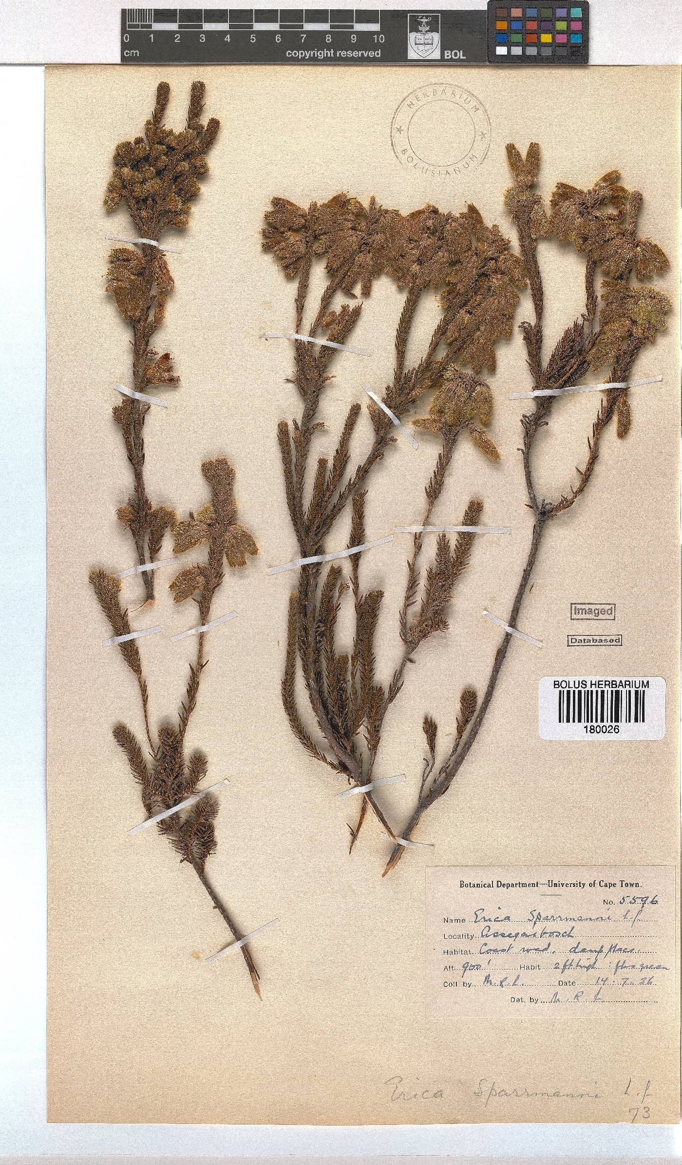 Erica sparrmannii image