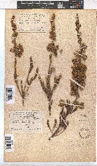 Erica sparrmannii image