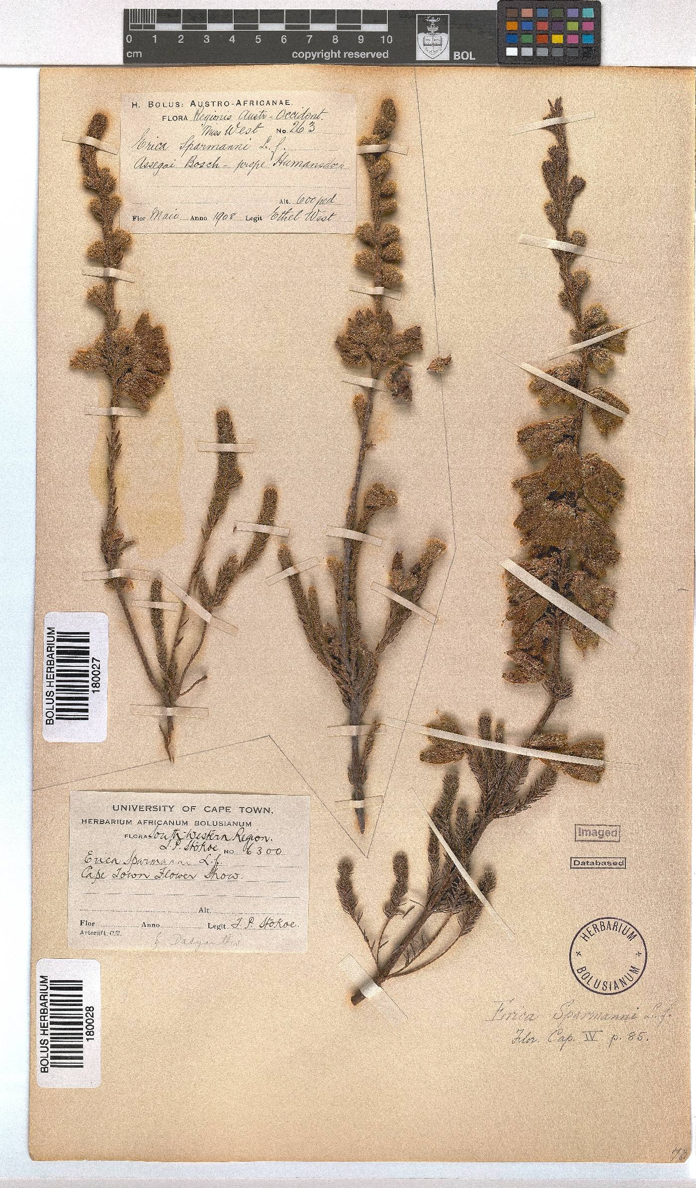 Erica sparrmannii image