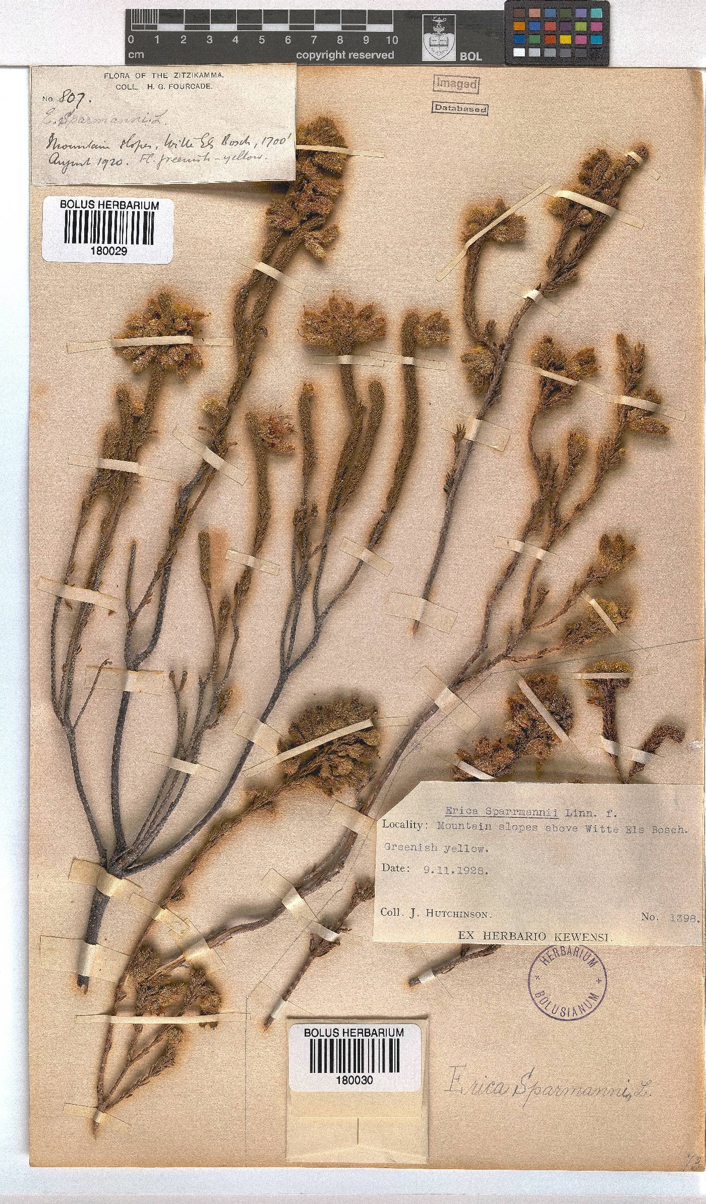 Erica sparrmannii image