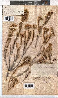 Erica sparrmannii image