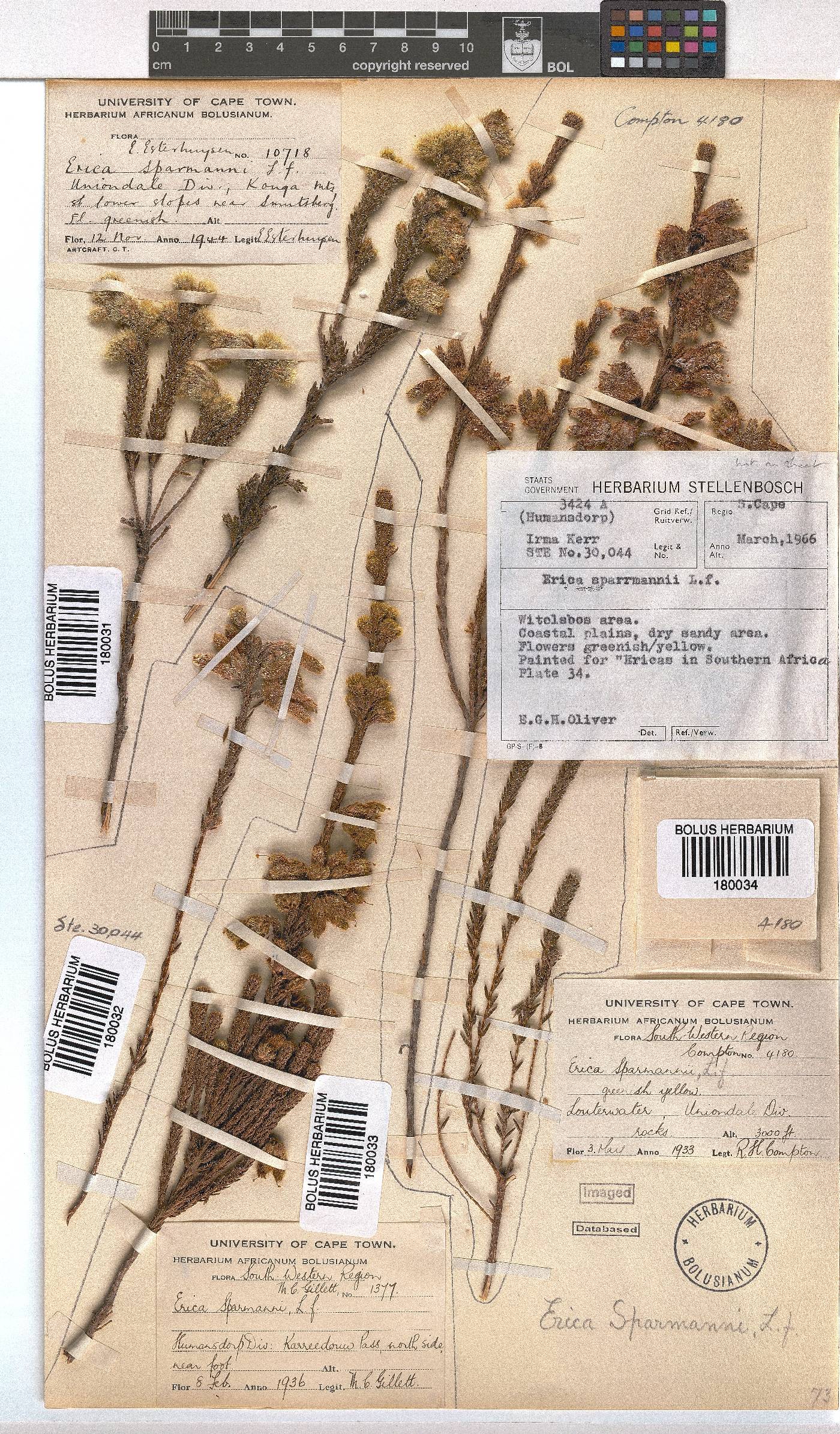 Erica sparrmannii image