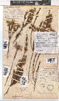 Erica sparrmannii image